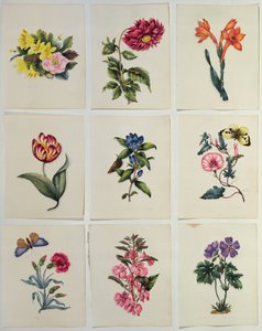 Nove Placas De Flores (wc)